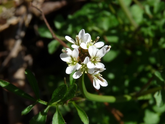 {Cardamine hirsuta}